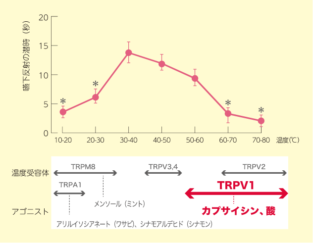 嚥下運動が起こるまでの時間の計測グラフ