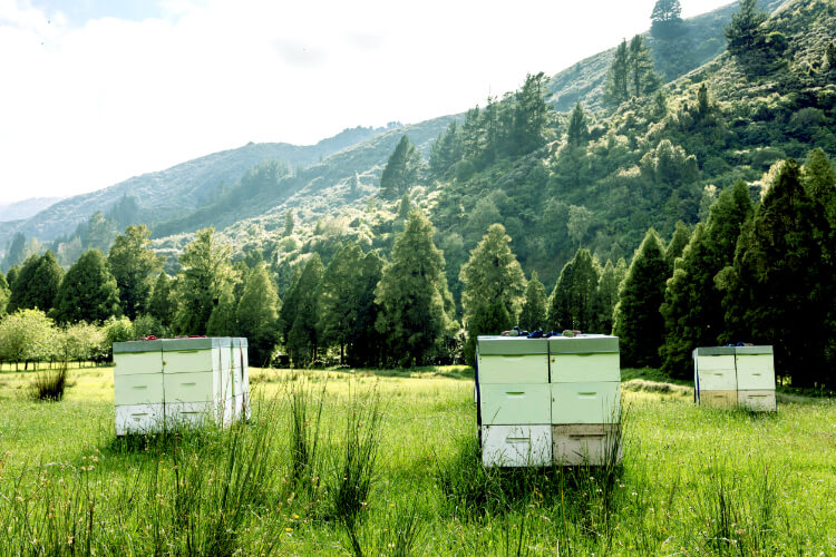 マヌカハニー 養蜂 イメージ写真