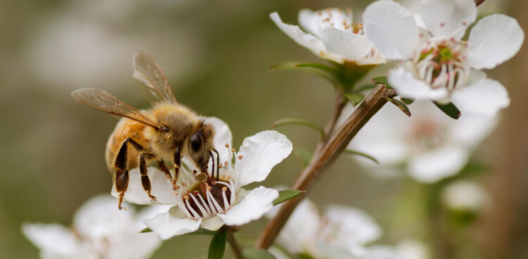 マヌカハニー 蜜蜂 イメージ写真